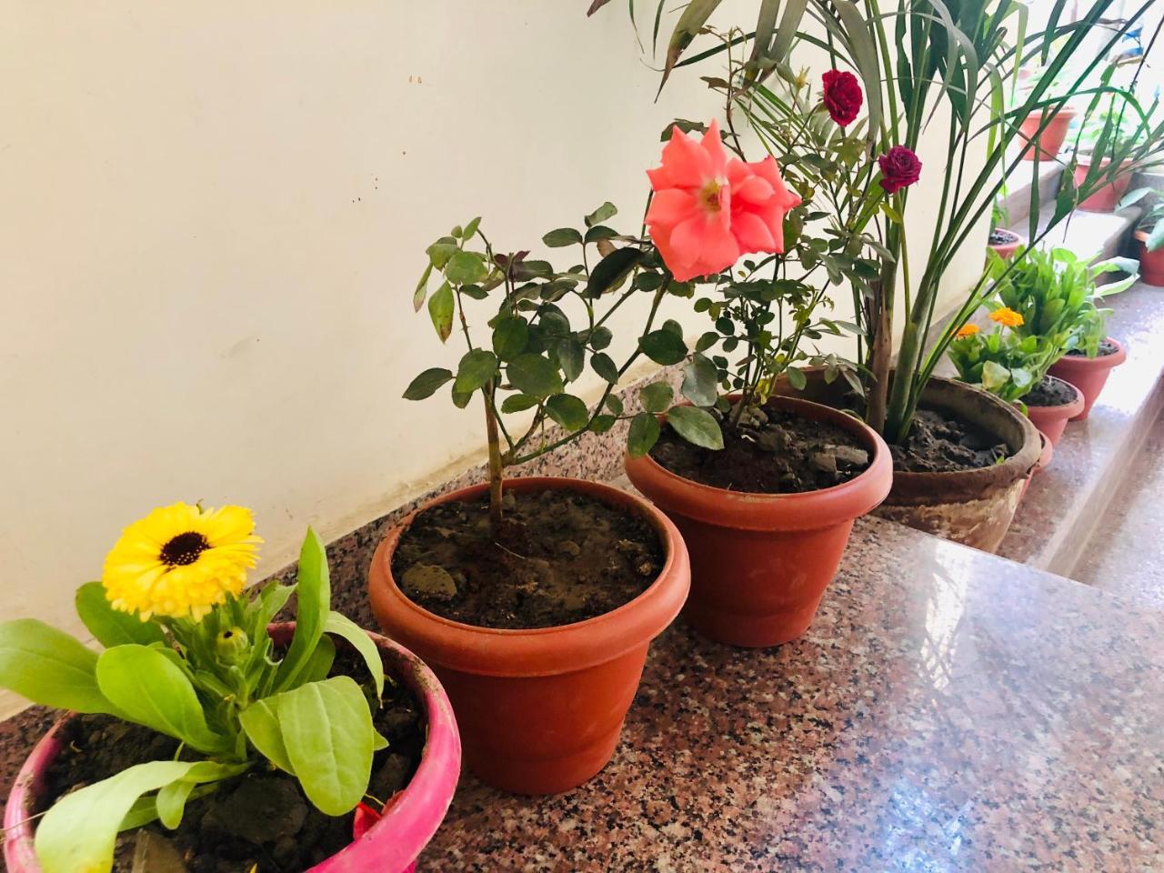 Gangotri Paying Guest House Varanasi Eksteriør bilde
